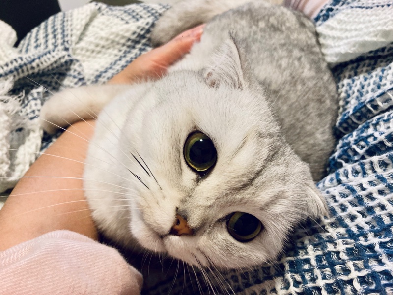 吾爱吾猫,吾更爱 acfun弹幕视频网 认真你就输啦?ω?