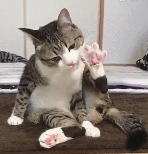 猫爪乃是万萌之源,一波软糯的肉垫来袭!
