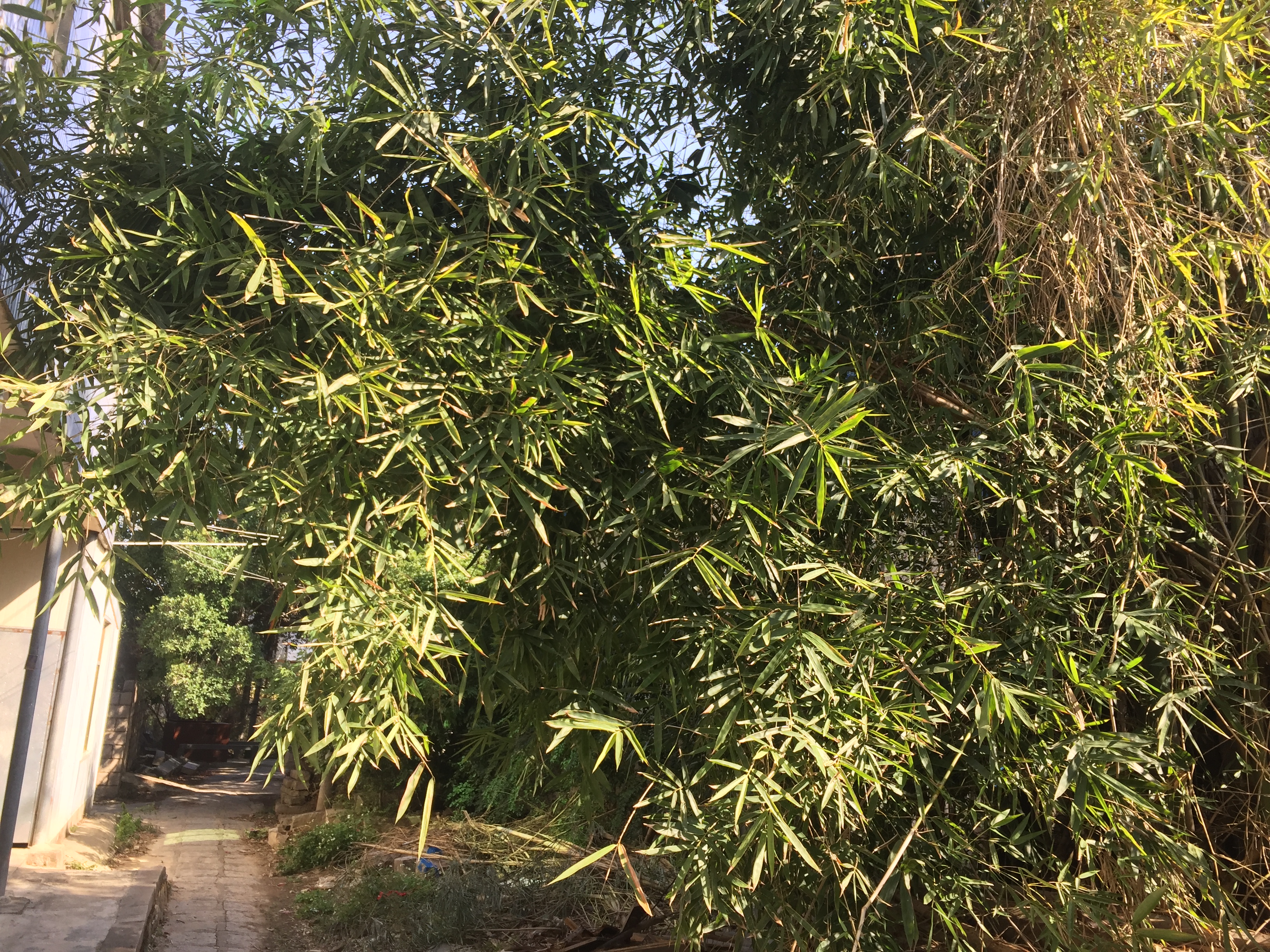 村里的竹林,决定自己砍竹子扎篱笆 4-5米的大竹子 吃奶的力气都
