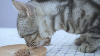猫:舌尖上的丸味夏至日 - acfun弹幕视频网 - 认真你