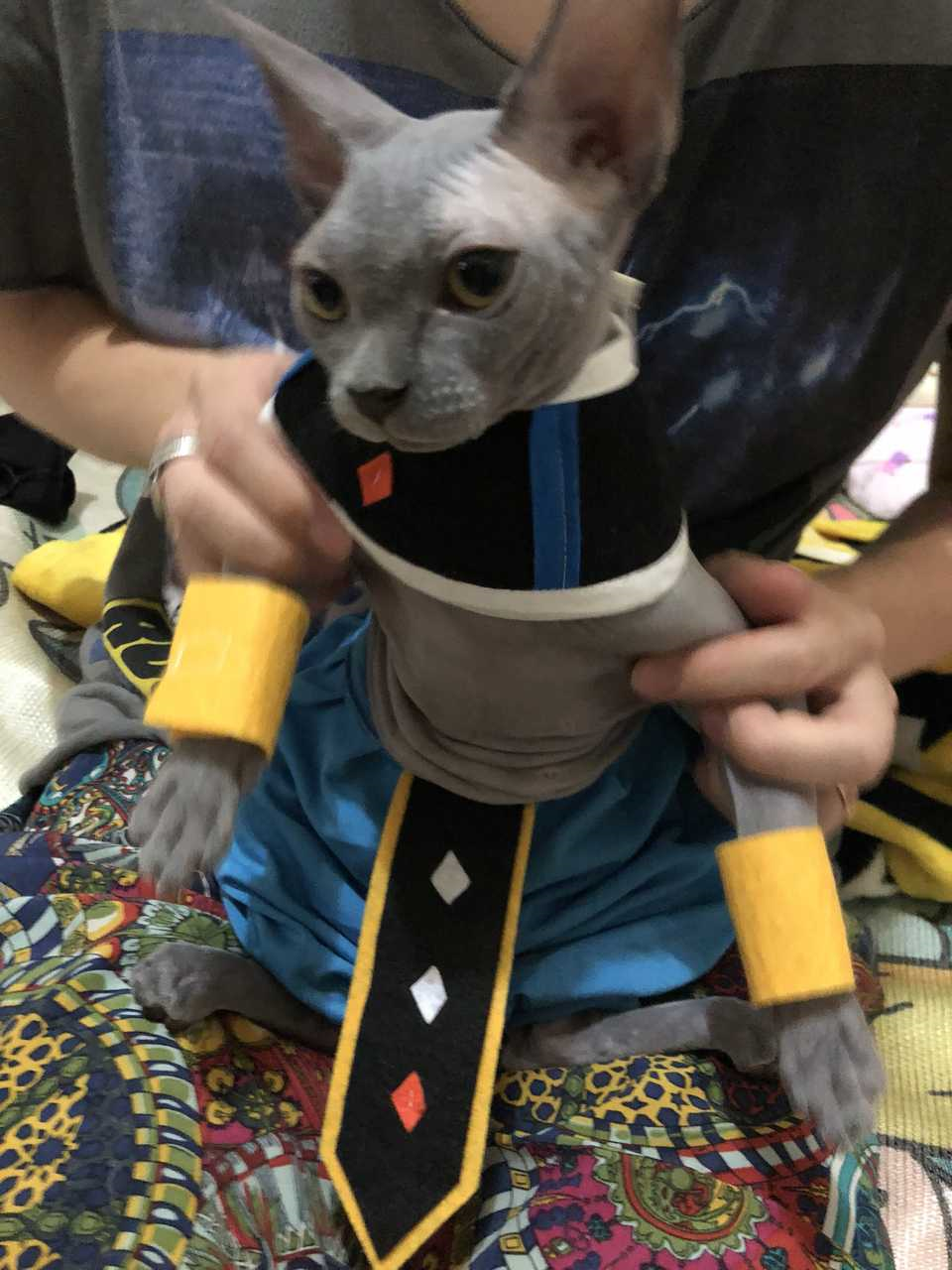 猫主子化身龙珠破坏神还原cos比鲁斯