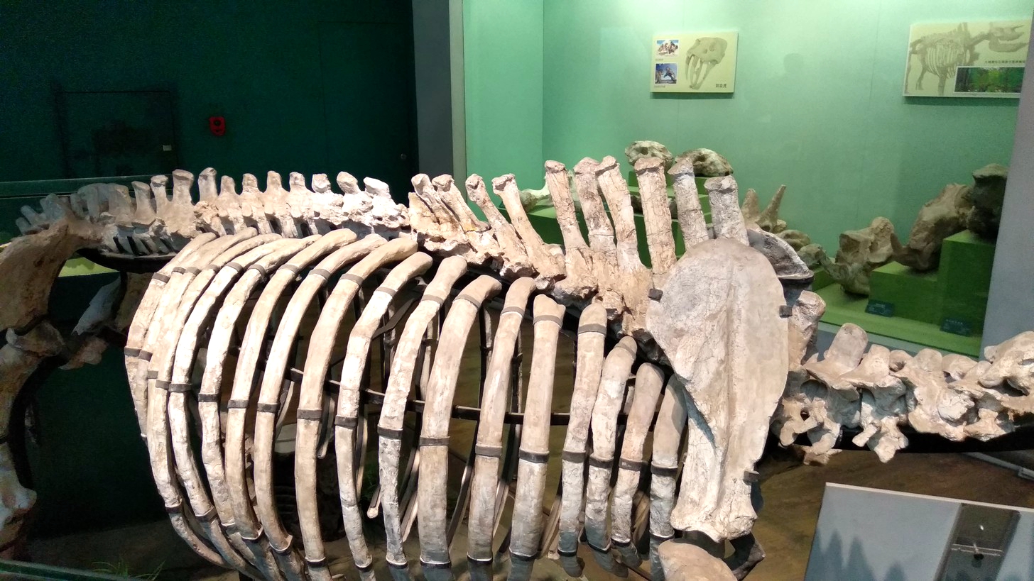【博物馆之旅】甘肃省博物馆——古生物化石