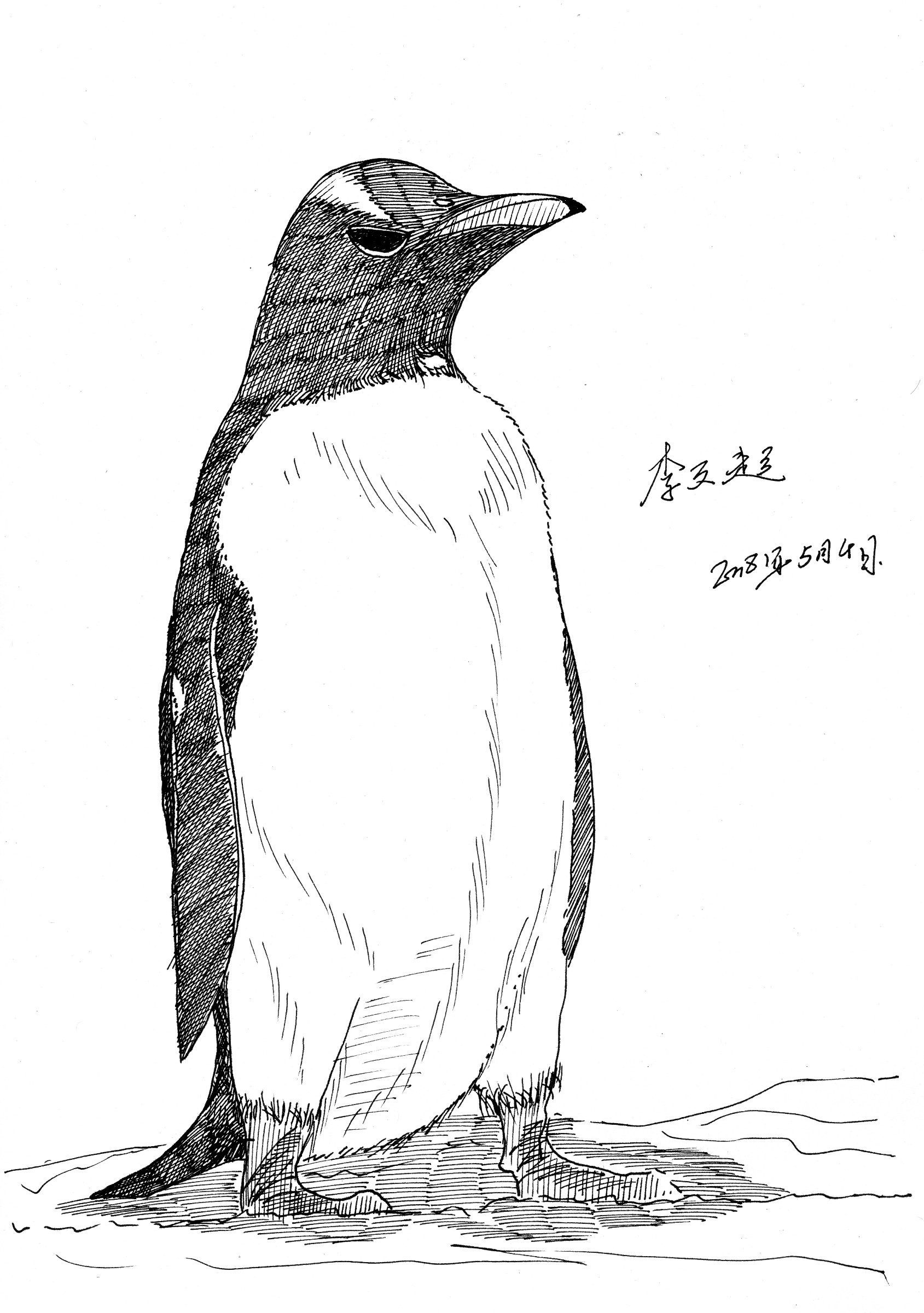 【涂鸦~李文超的钢笔速写】~一只高傲的企鹅