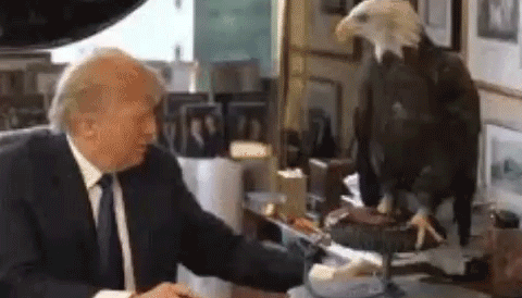 单身久了,看只鸟都觉得眉清目秀威武雄壮