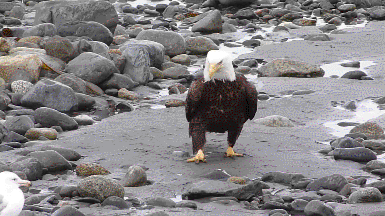 单身久了,看只鸟都觉得眉清目秀威武雄壮
