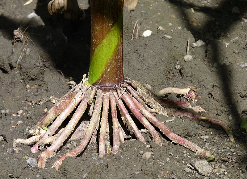 玉米的支柱根.图片:jamain wikimedia