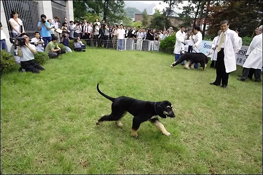 探秘北京某克隆狗