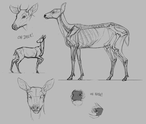 动物篇(六)——小鹿的绘画方法(板绘经验分享「一百零