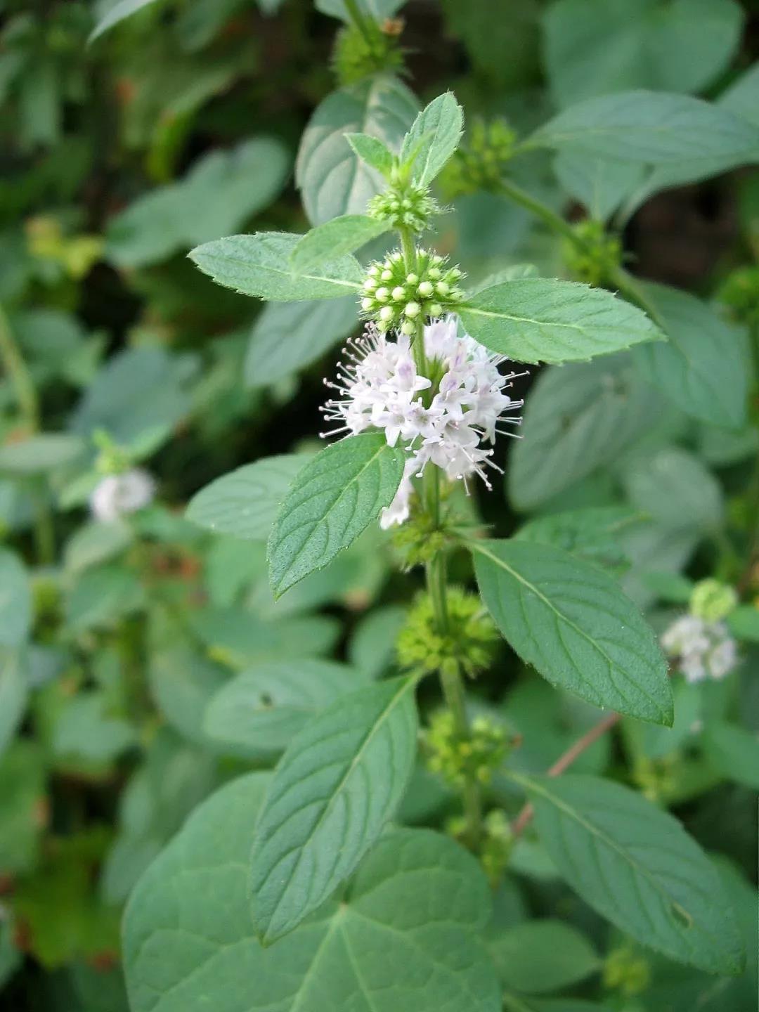 canadensis)的花序则完全不同,它们几乎所有的 轮伞花序都着生于叶腋