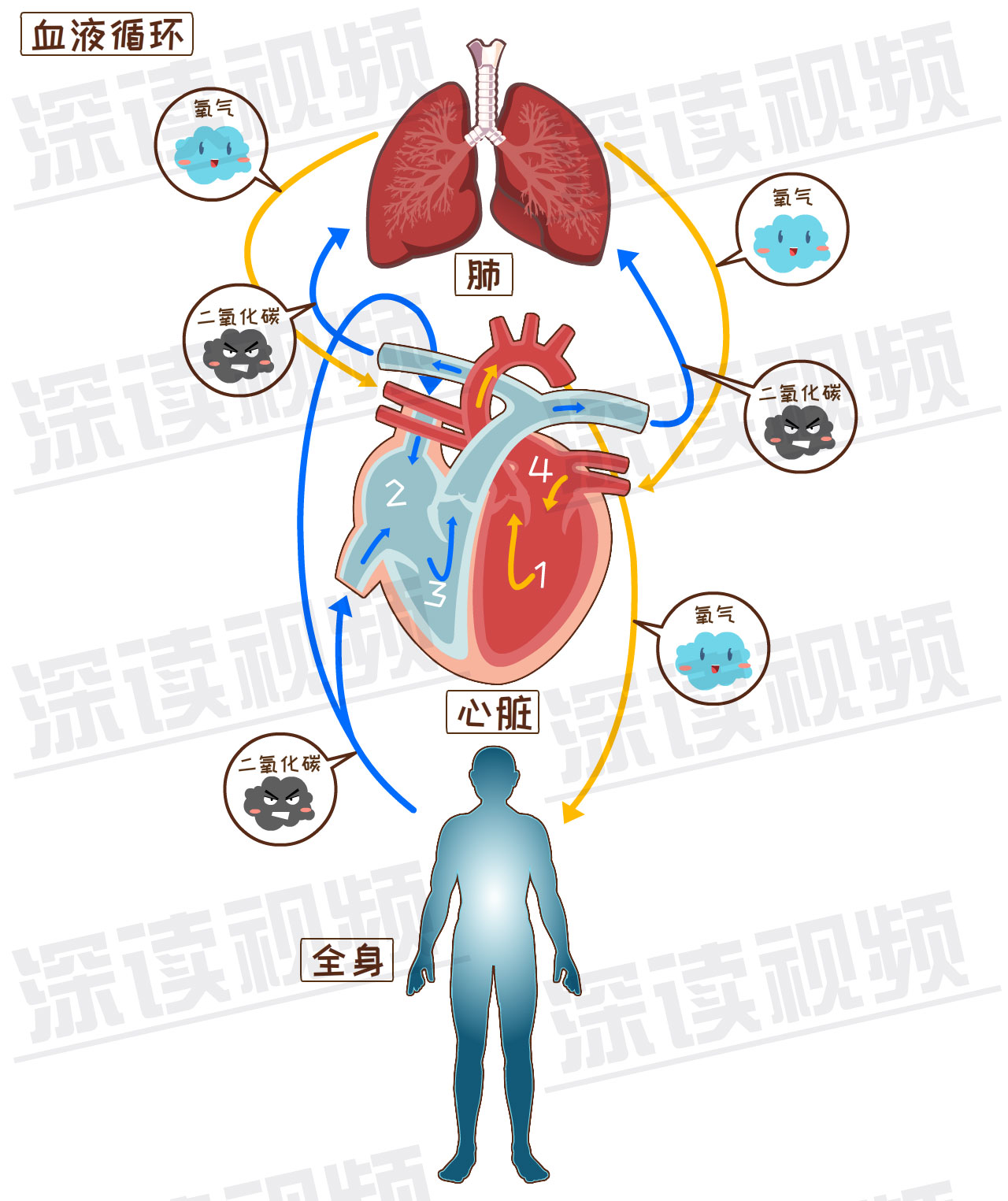再看看心脏的生活.