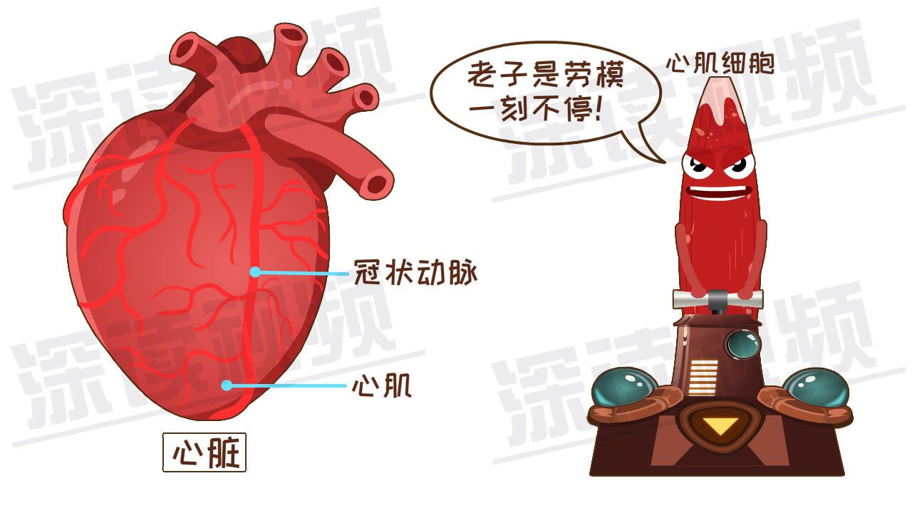 心脏是由心肌细胞组成的,靠着这身肌肉才能没日没夜地泵血.
