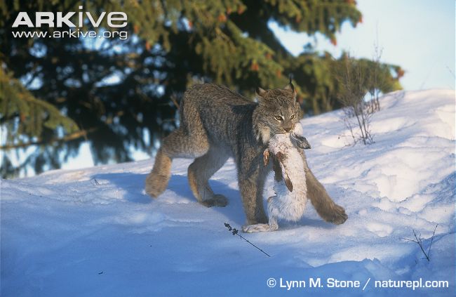 叼兔而归的猞猁.图片 lynn m stone naturepl.com