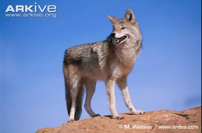 北美洲还分布着世界上体型最大的犬科动物——灰狼(c