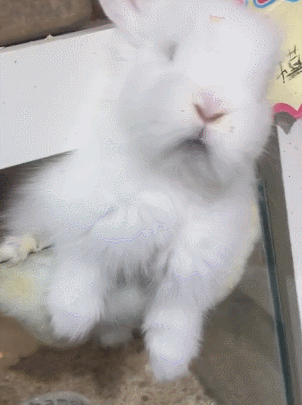 壁纸 动物 狗 狗狗 兔子 302_405 竖版 竖屏 手机 gif 动态图 动图