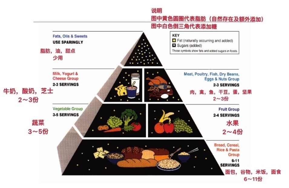 1992年美国膳食宝塔结构图 1992年的美国膳食宝塔的确把谷物等富含