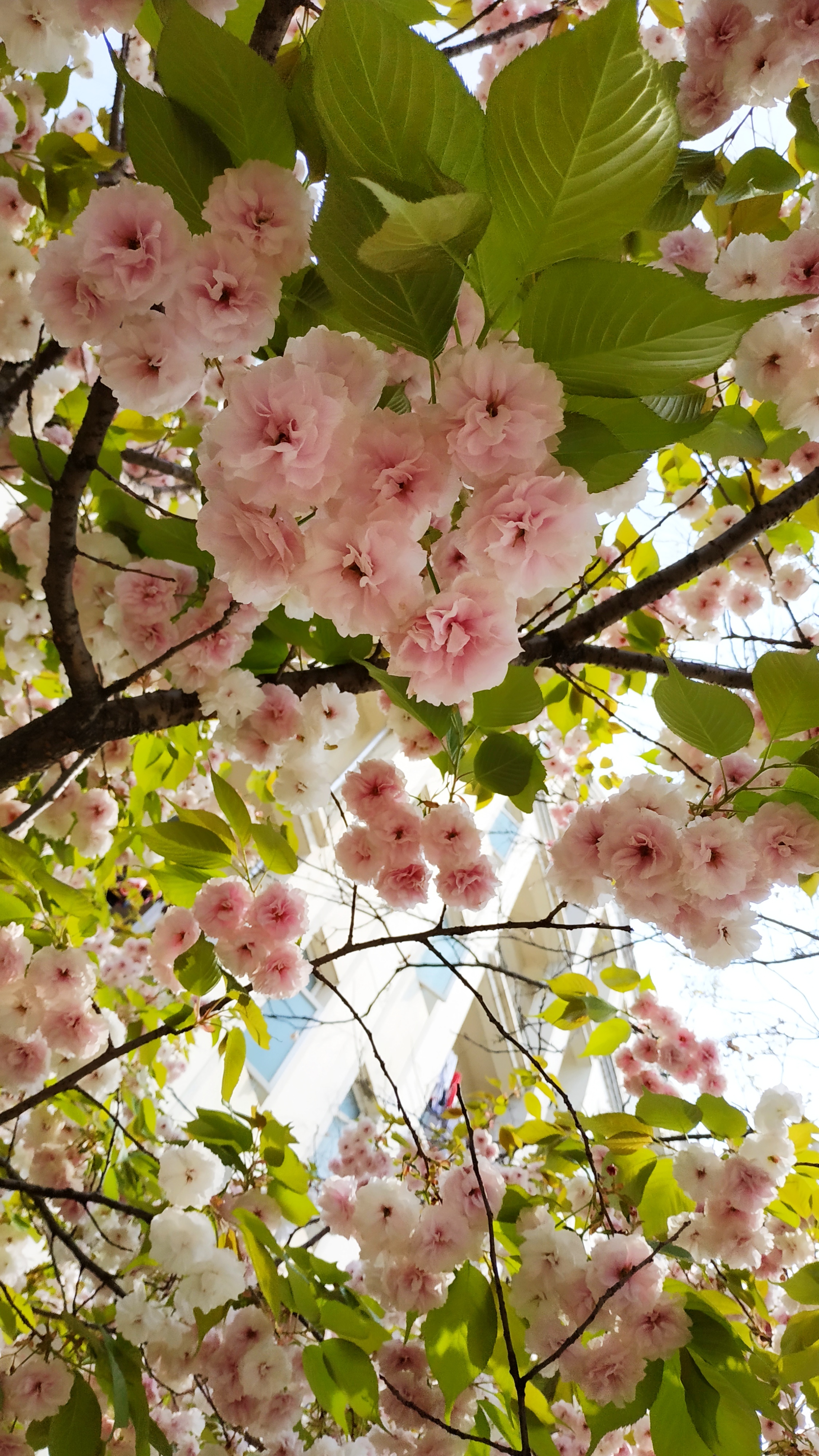 一些春天的花（樱花篇）