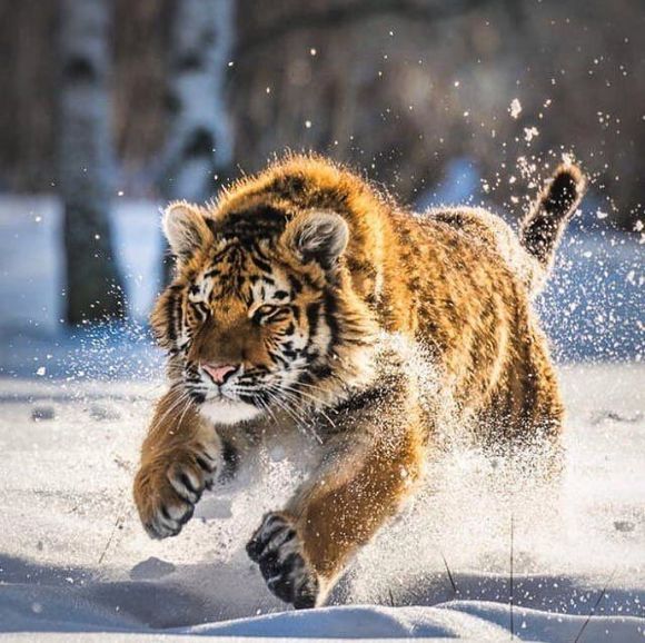 看完纪录片, 就喜欢上了在雪地之中奔跑的老虎, 可惜野生,西伯利亚虎