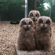 网络常见表情包之沙雕 - acfun弹幕视频网 - 认真你就输啦 (?ω?