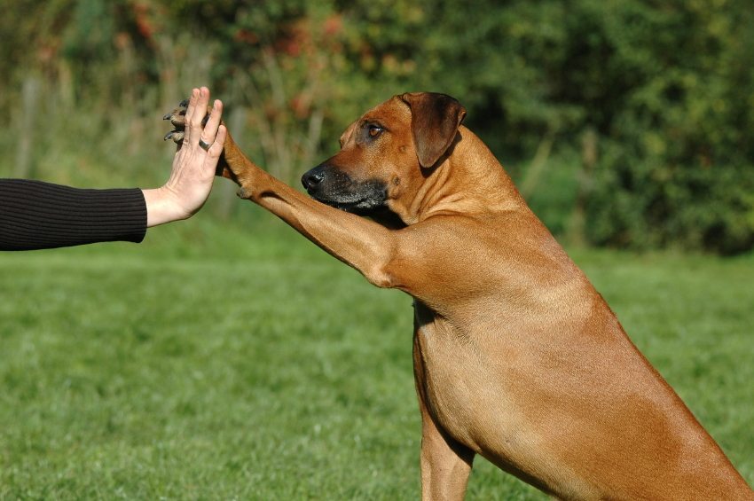 5罗得西亚背脊犬