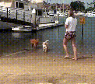 那些搞笑的gif(143) - acfun弹幕视频网 - 认真你就输