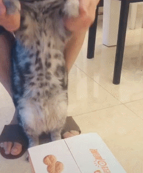 【一动不动是gif】猫咪的跳跃(14) - acfun弹幕视频网 - 认真你就输啦