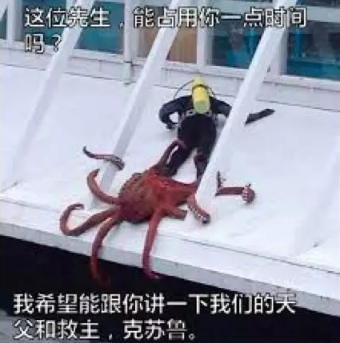 触手饲养教程1如何鉴别不同的触手