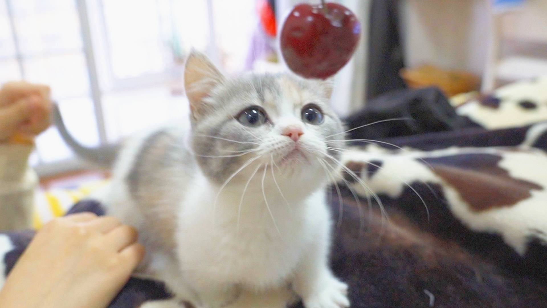萌猫宝哥哥