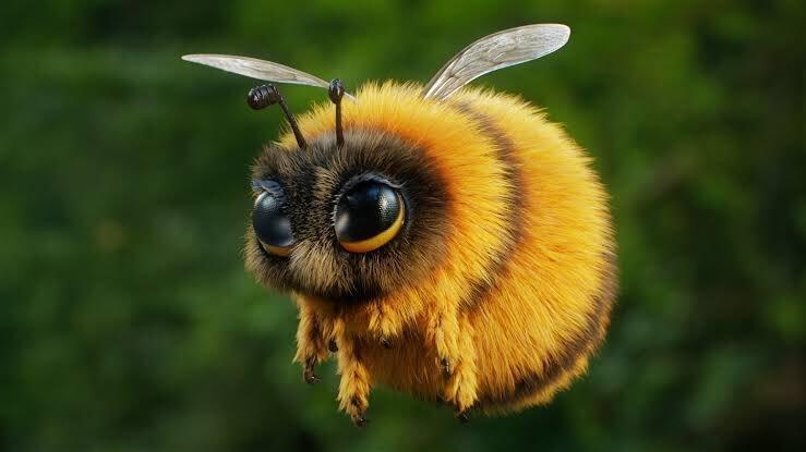 这是不是全世界最可爱的蜜蜂子