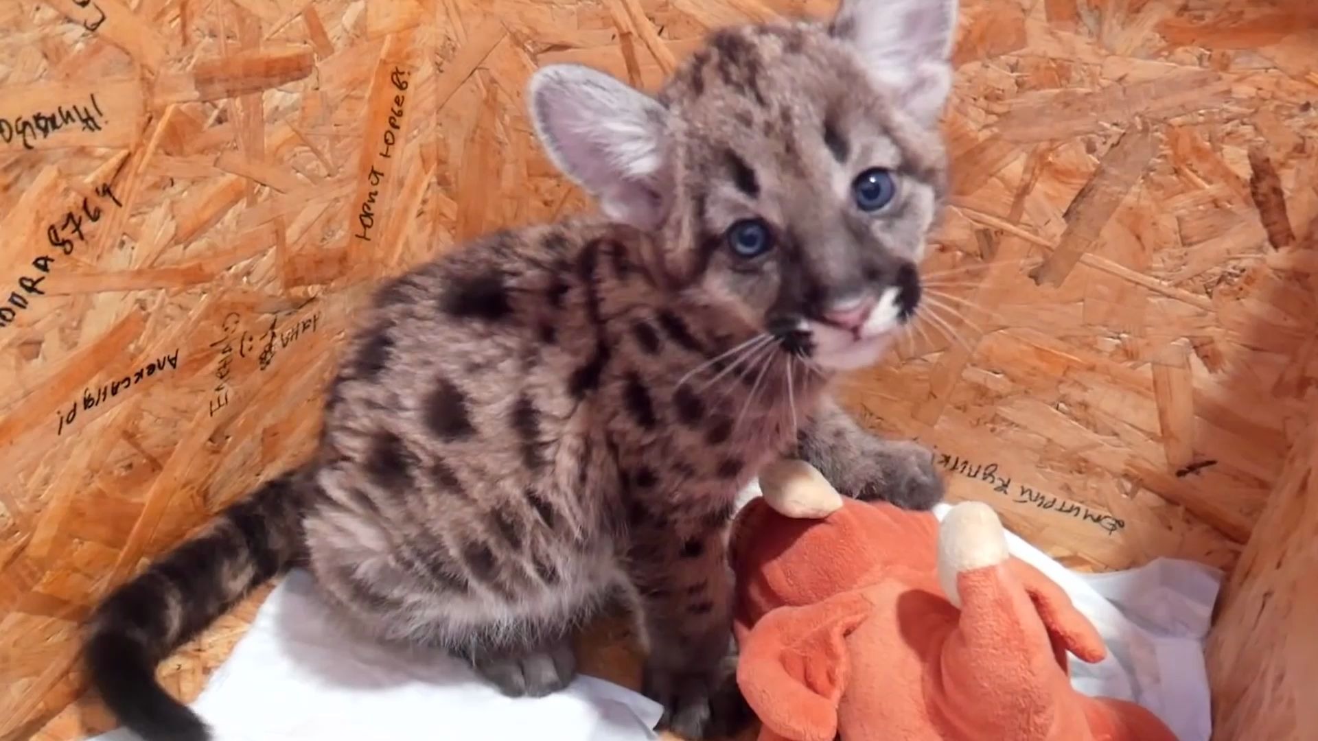 【小布姆】1个月的美洲狮宝宝, 我仿佛闻到了奶味