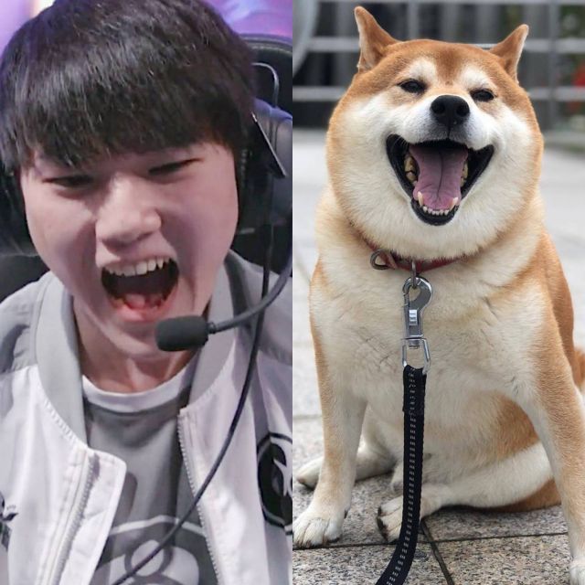 杰克辣舞长得像柴犬那小狗长得像什么马哥长得像马吗