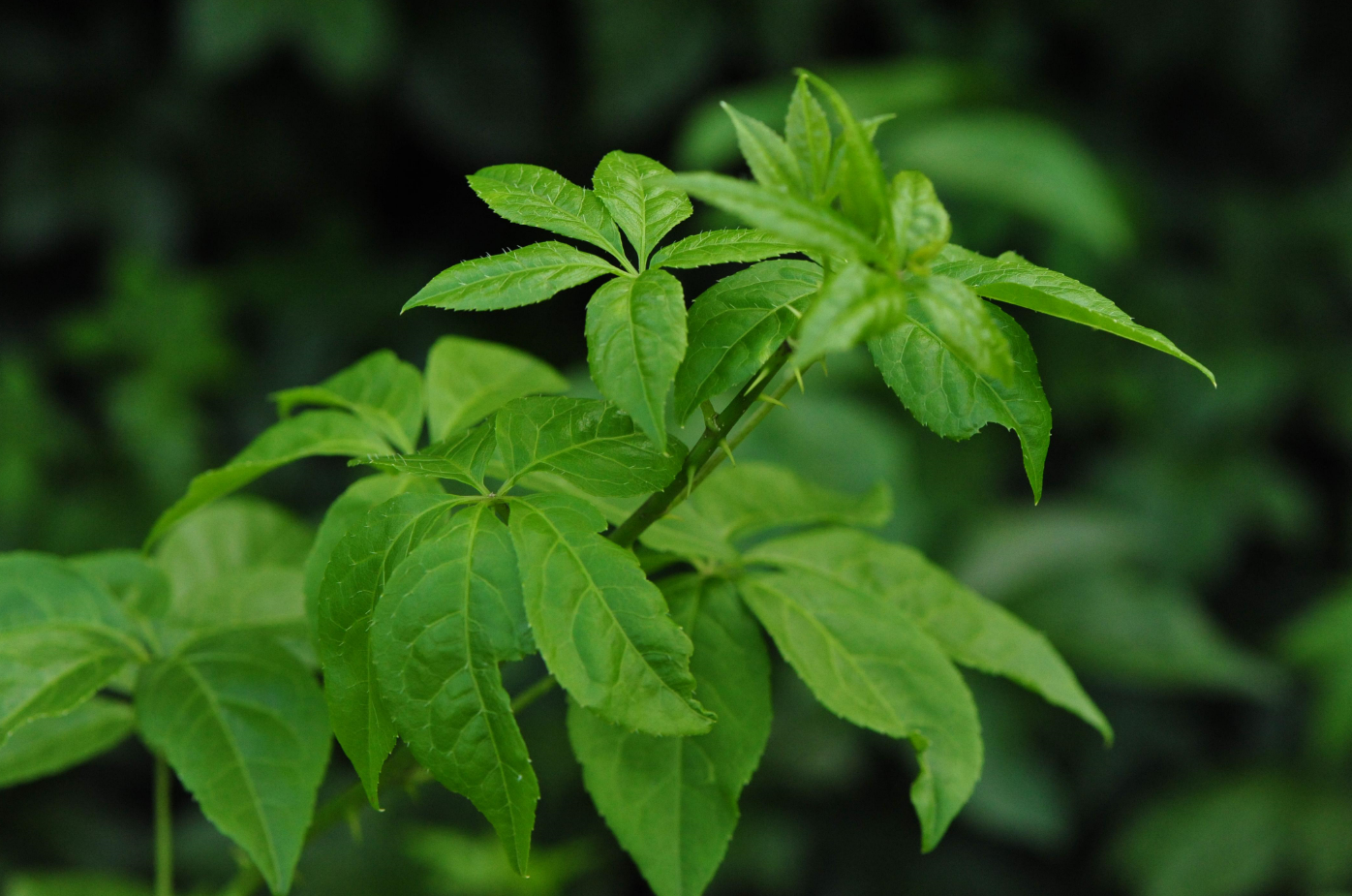 西安刺五加提取物是粉末的吗