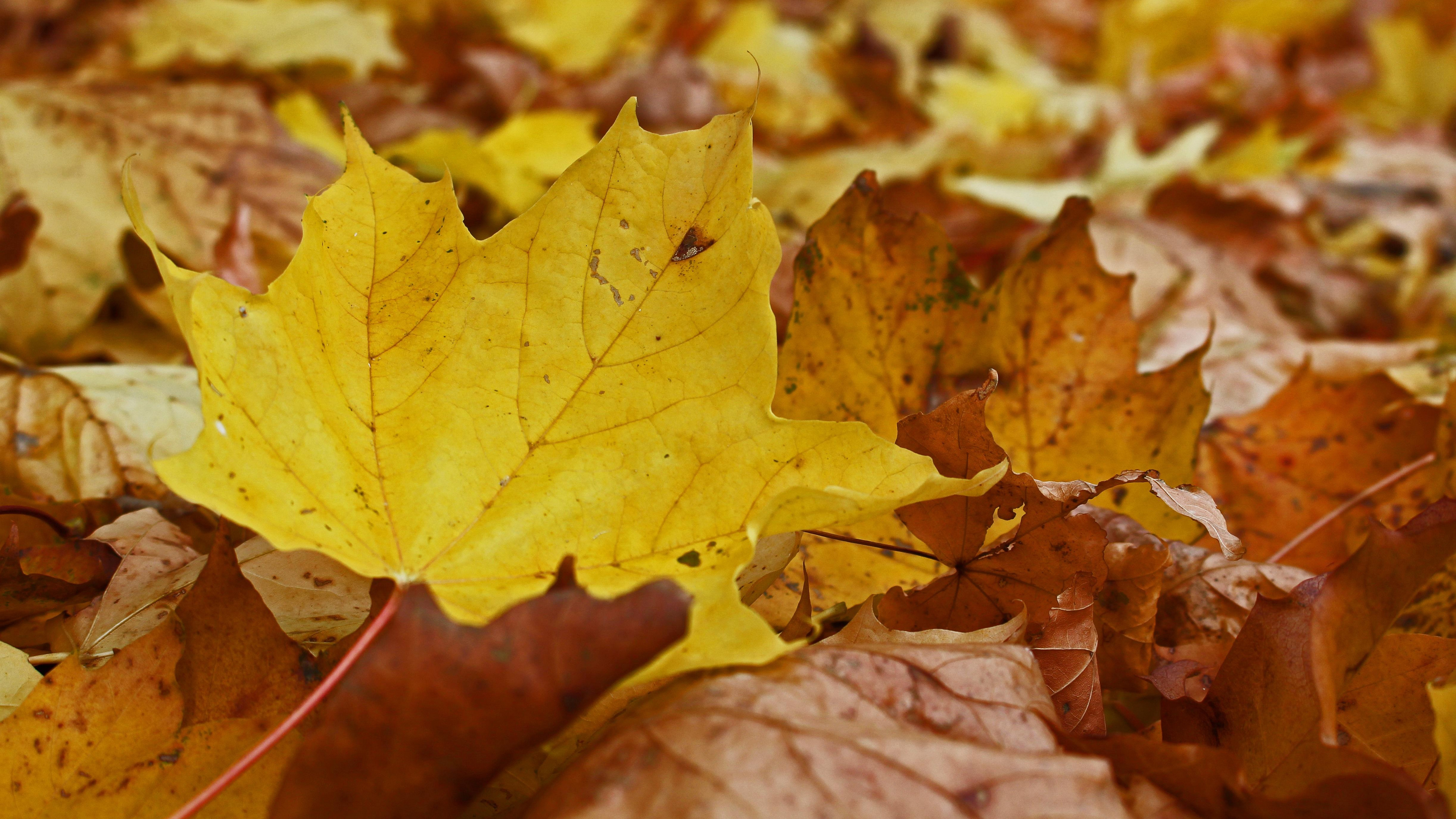 美丽的秋天金黄的树叶也可以这样美