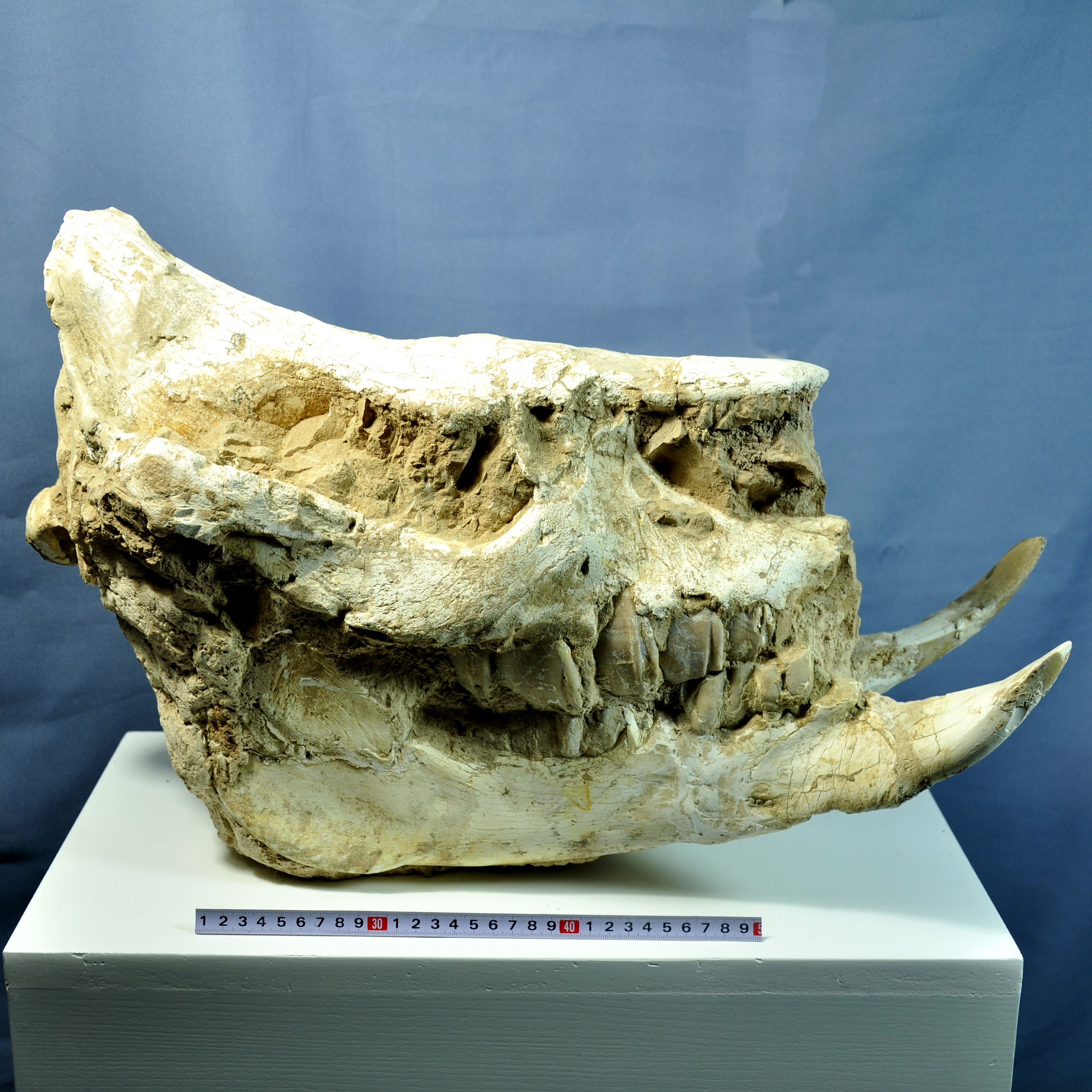 大唇犀头骨化石现代犀牛虽然今天我们还能看到活着的犀牛,但它们的