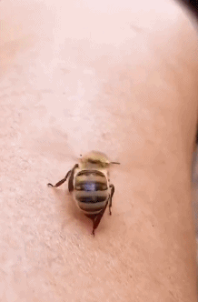 每周沙雕图498(把被子给我们盖上,周末还不让多睡会?