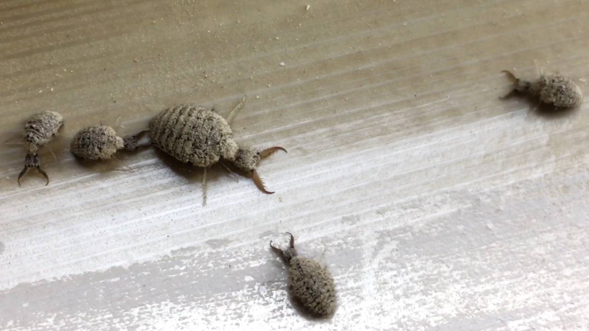 蚁狮这种又叫沙牛的昆虫,它是沙里的捕猎高手,你可能没见