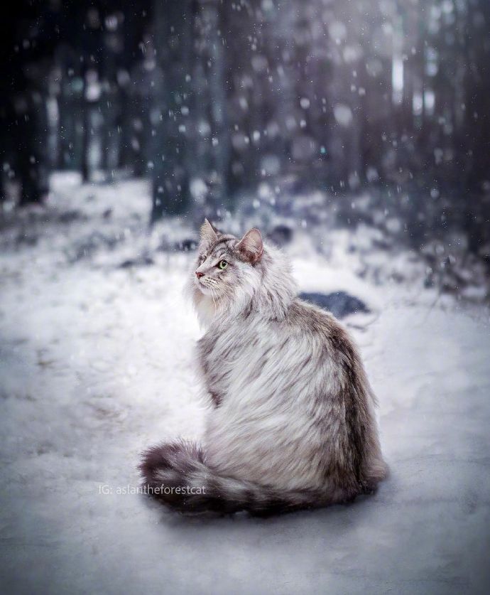 超帅气的挪威森林猫aslan2岁的男孩子行走在纯白的森林雪地中