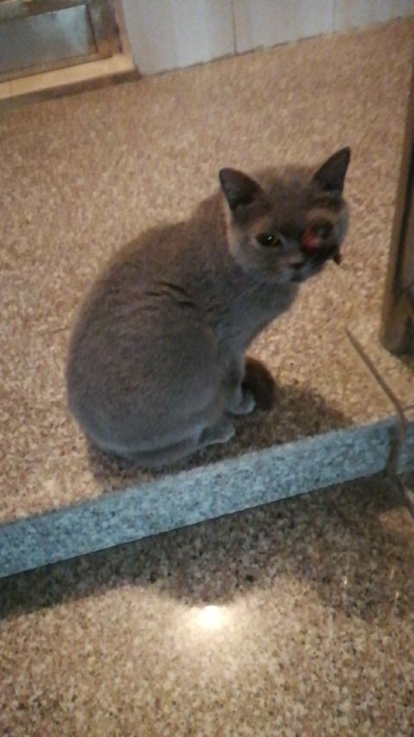 被人打伤的小蓝猫.
