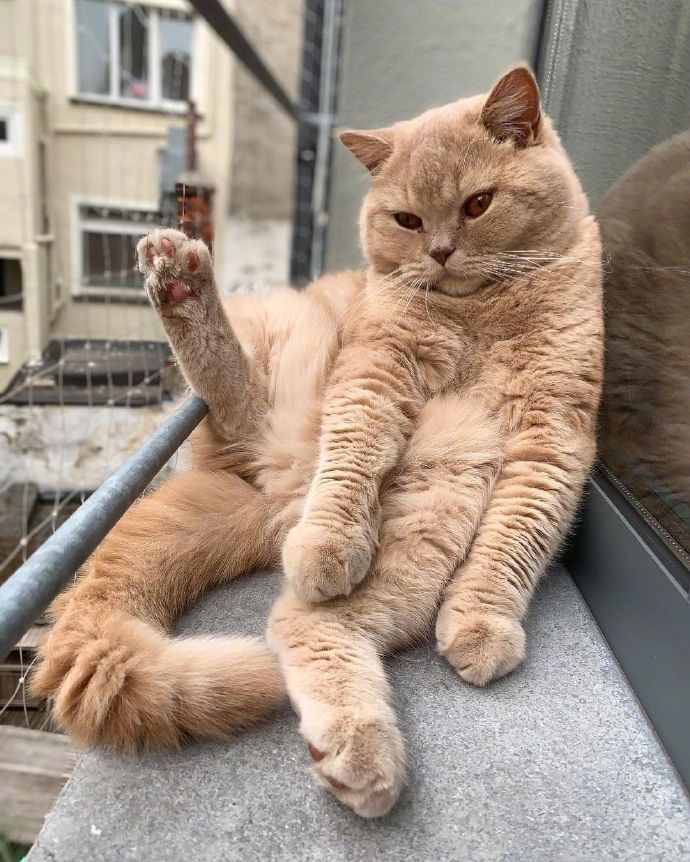 传说中的大佬橘猫.