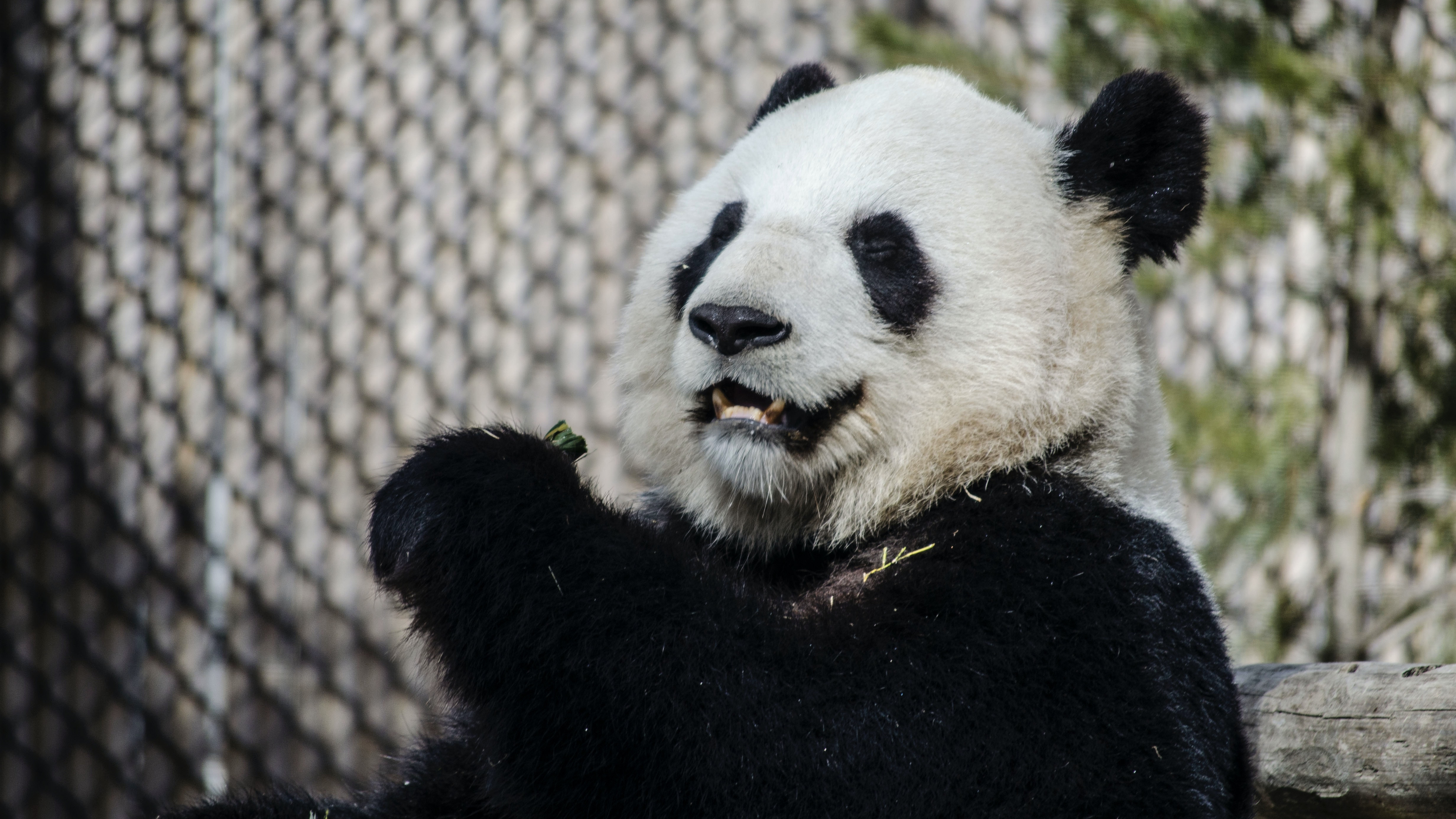 大熊猫是我们的国宝,它在古代曾经有一个非常霸气的名字叫"食铁兽"