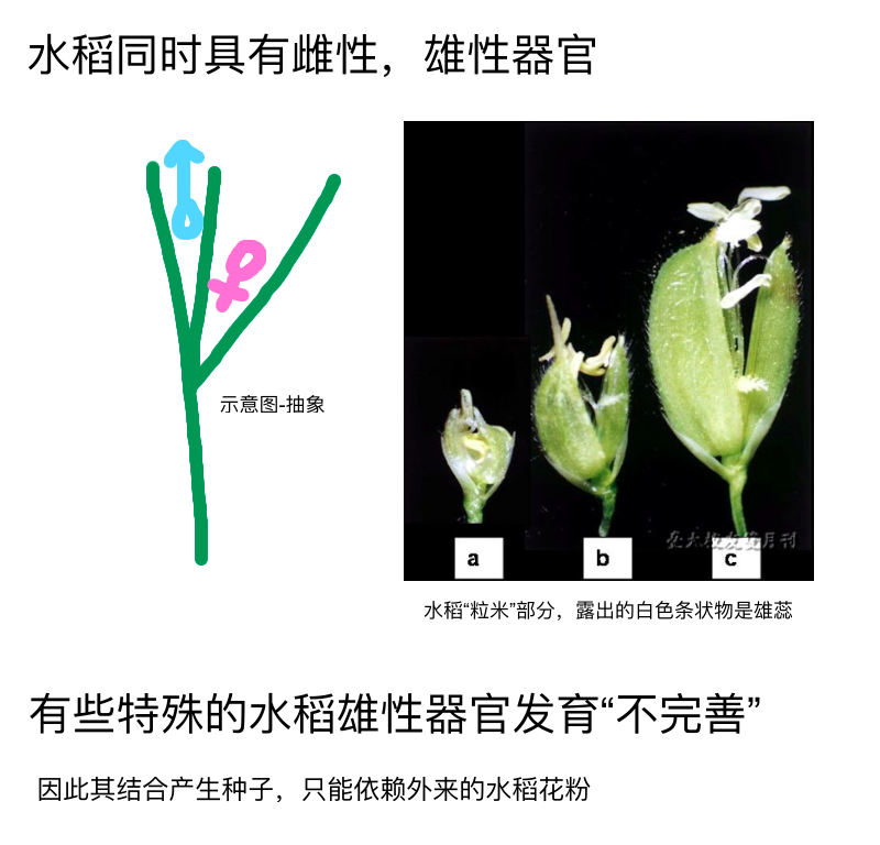 【acfun农业】杂交水稻?原理解释(致敬袁隆平特别长篇)