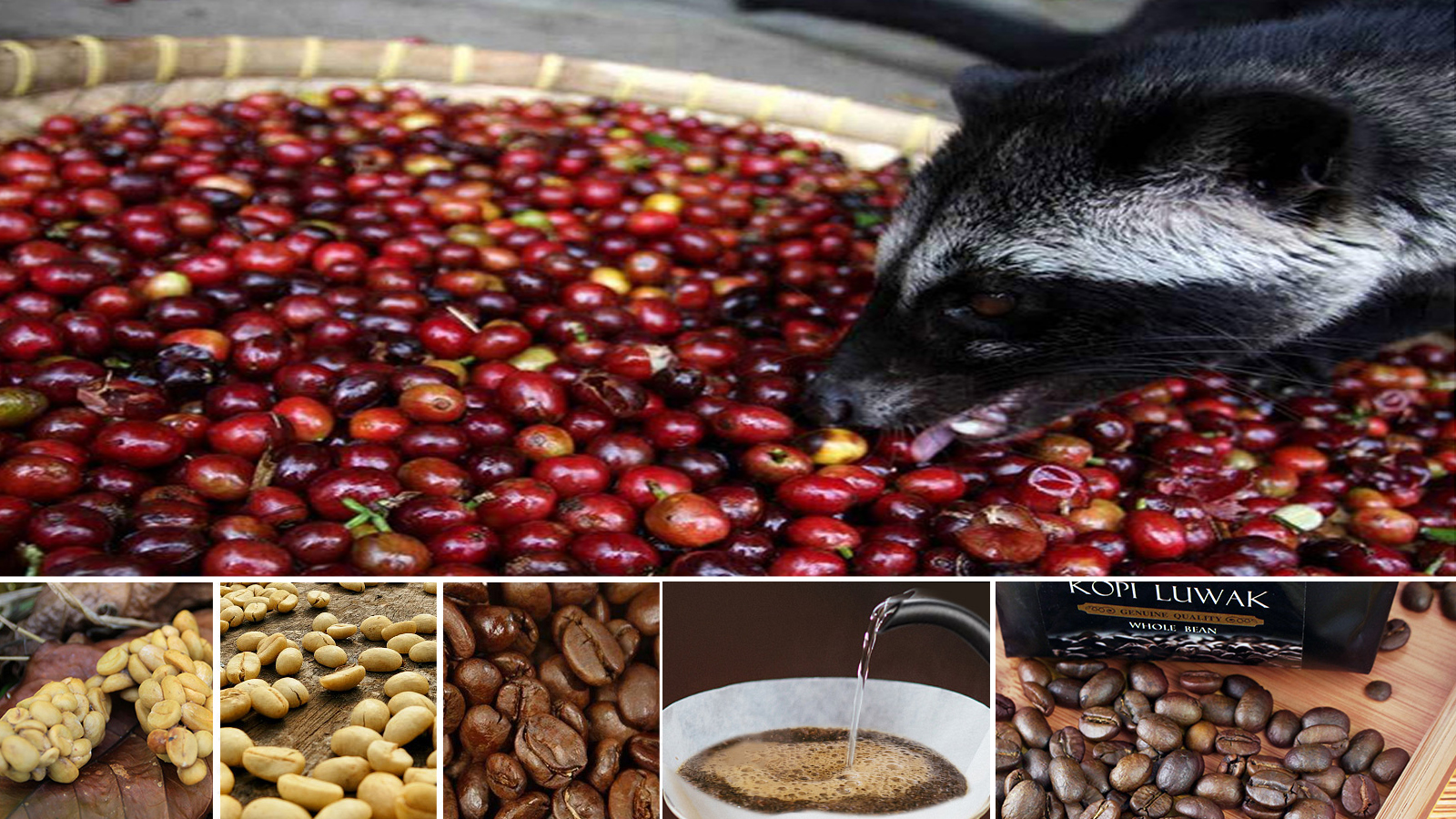 真是"猫拉出来的屎"?猫屎咖啡的由来,泡法,你会品尝这么贵的咖啡吗?