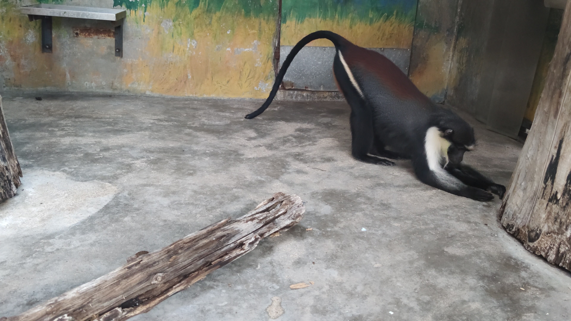 想出去的狄安娜长尾猴