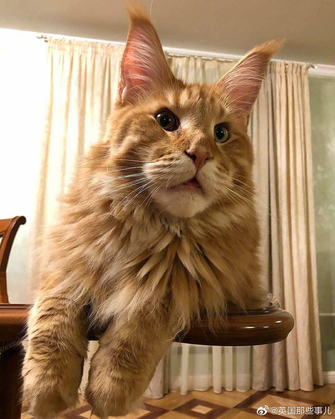 俄罗斯一个妹子家里养的一只橘色缅因猫