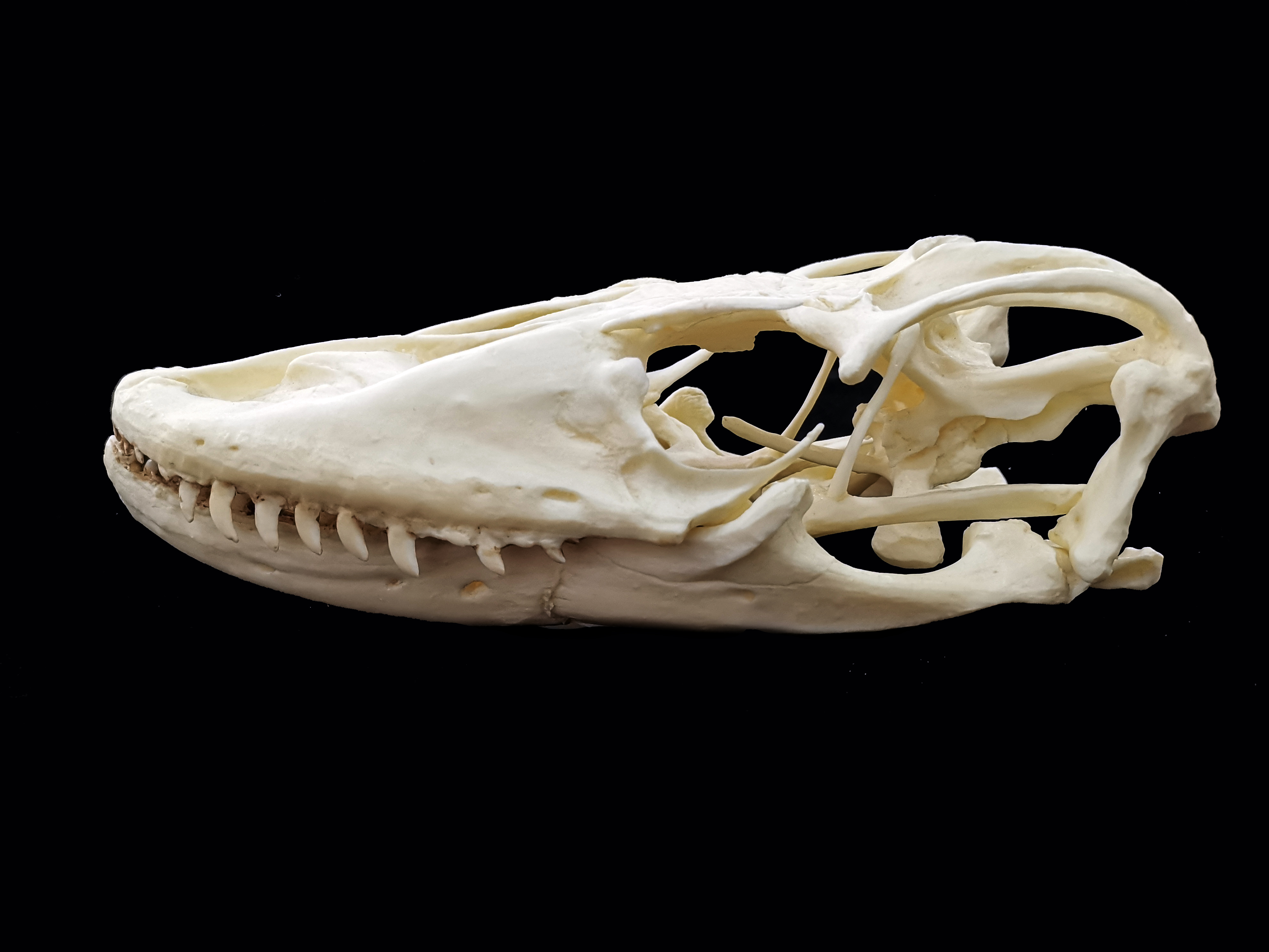 科莫多巨蜥头骨鬃狮蜥头骨 来源见水印3