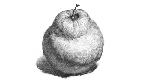 [画域]素描静物-单个雪梨