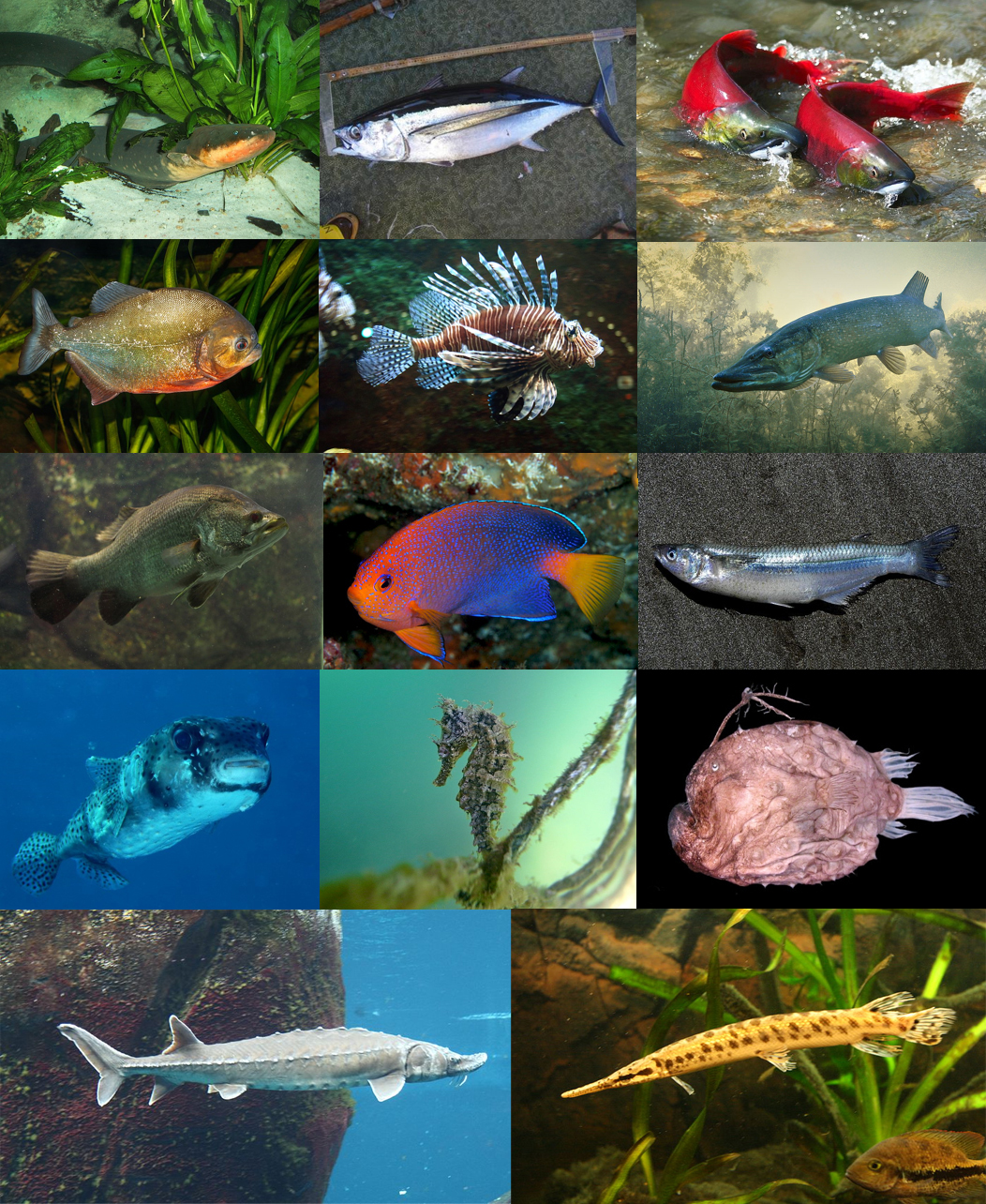 【水世界】剑射鱼:我不是曾经的海洋霸主,真的不是 - acfun弹幕视频网