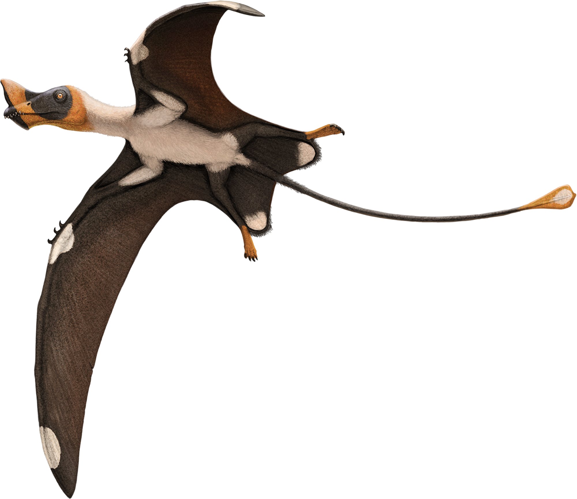 空枝翼龙复原当然是参考了化石更多的莱提亚翼龙而最小的始翼龙类当属