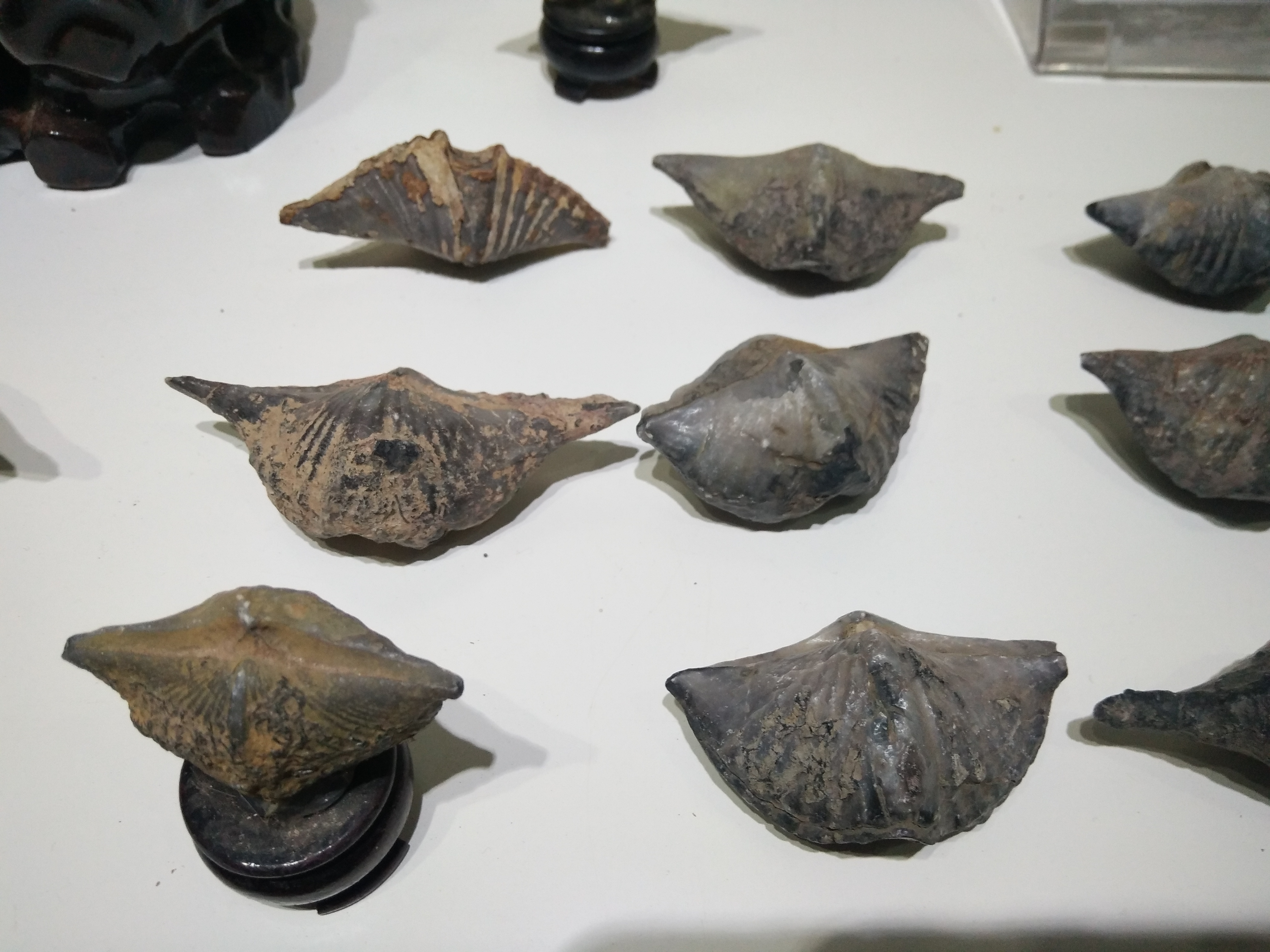 石燕的外形如同张开翅膀的燕子,而且中隆,中槽及壳饰(放射褶和放射线)