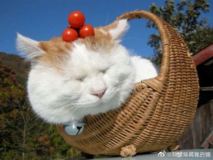 日本网红猫咪猫叔去世因可爱表情包风靡网络