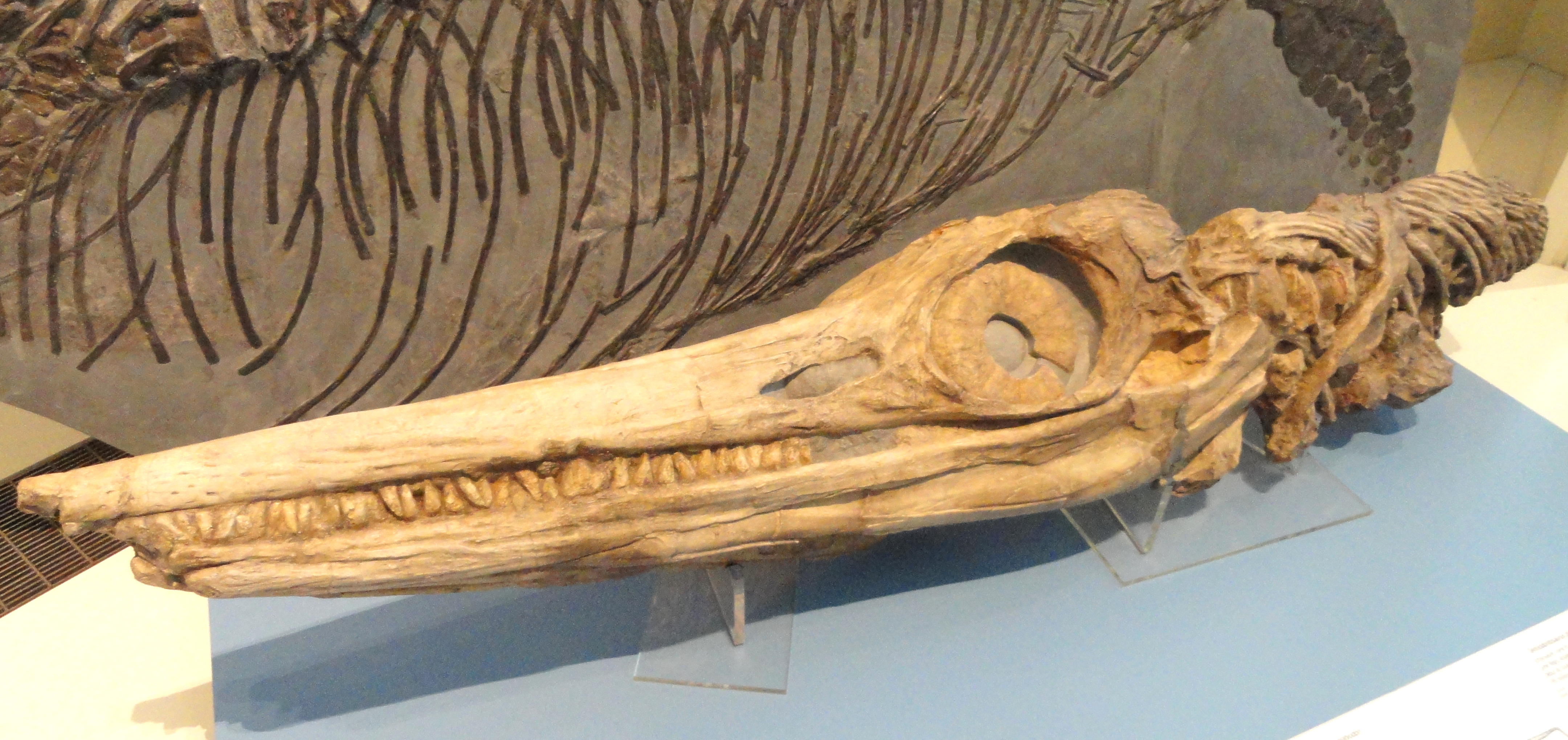 鱼龙潜跃其二泰曼鱼龙到底怎么才能站起来